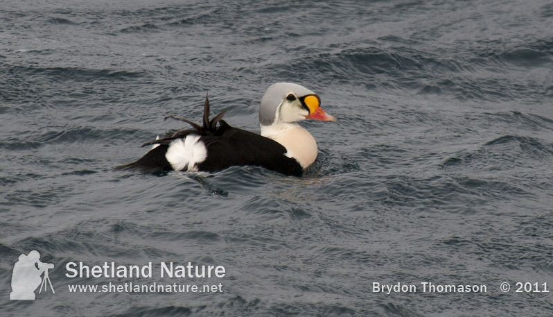King Eider
