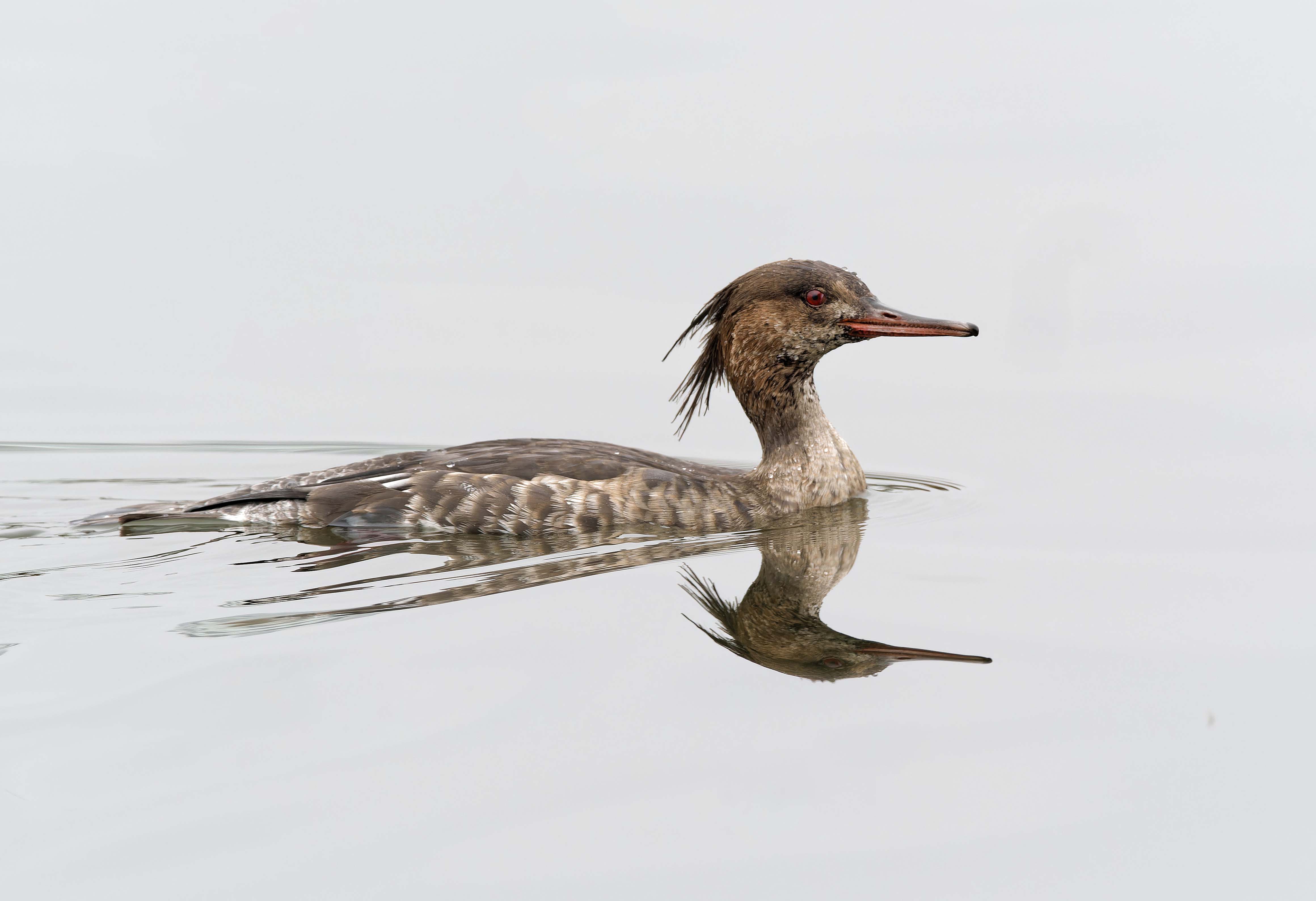 Red-breasted Merganser