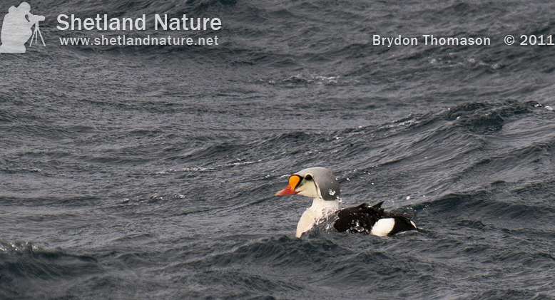 King Eider