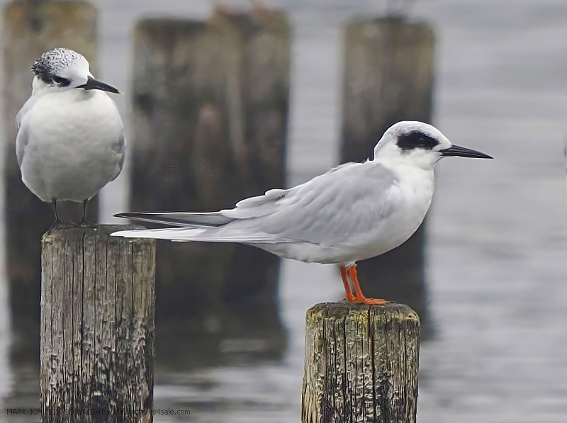 Forster's Tern