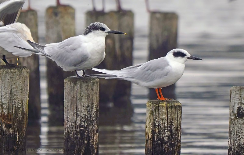 Forster's Tern