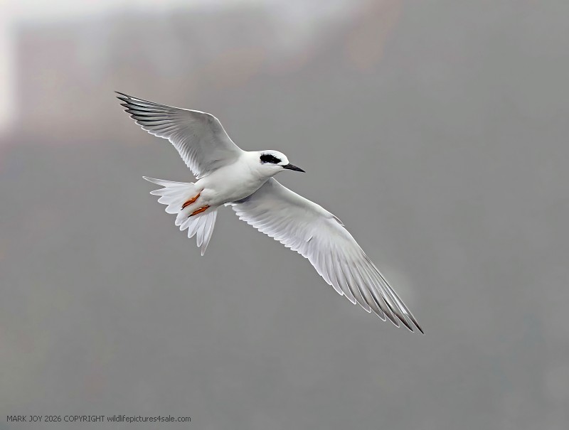 Forster's Tern