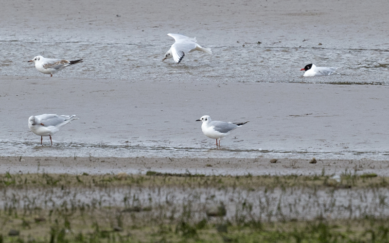 Bonaparte's Gull