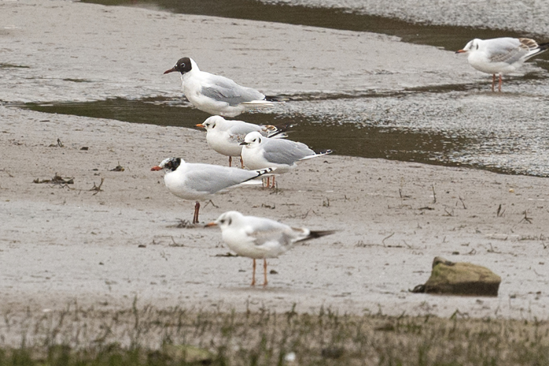 Bonaparte's Gull