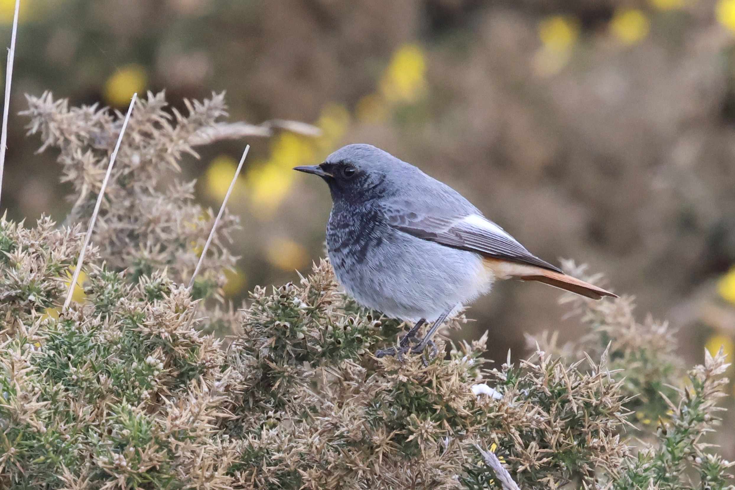 Black Redstart