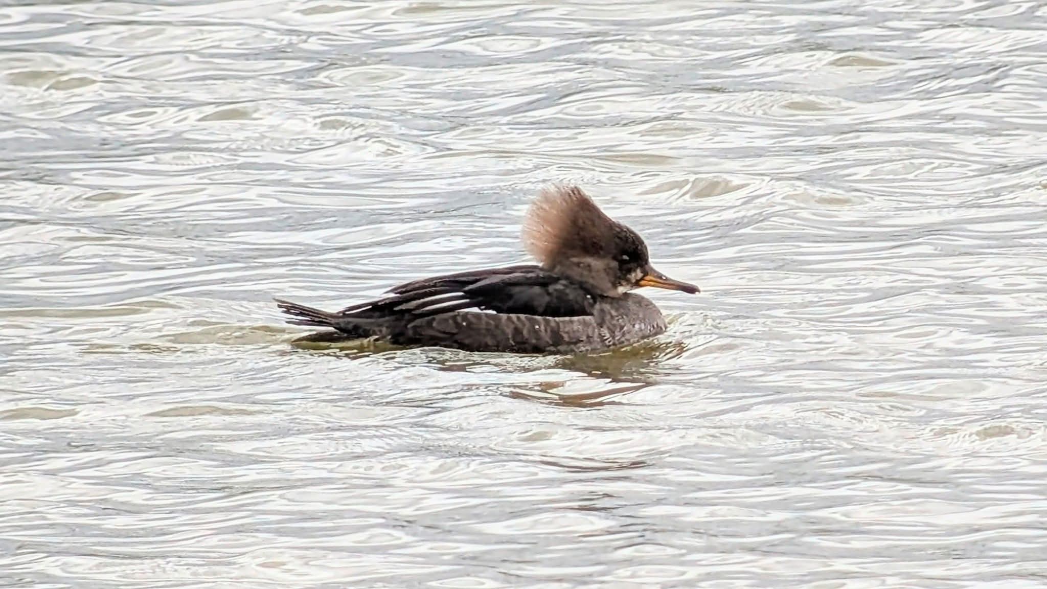 Hooded Merganser