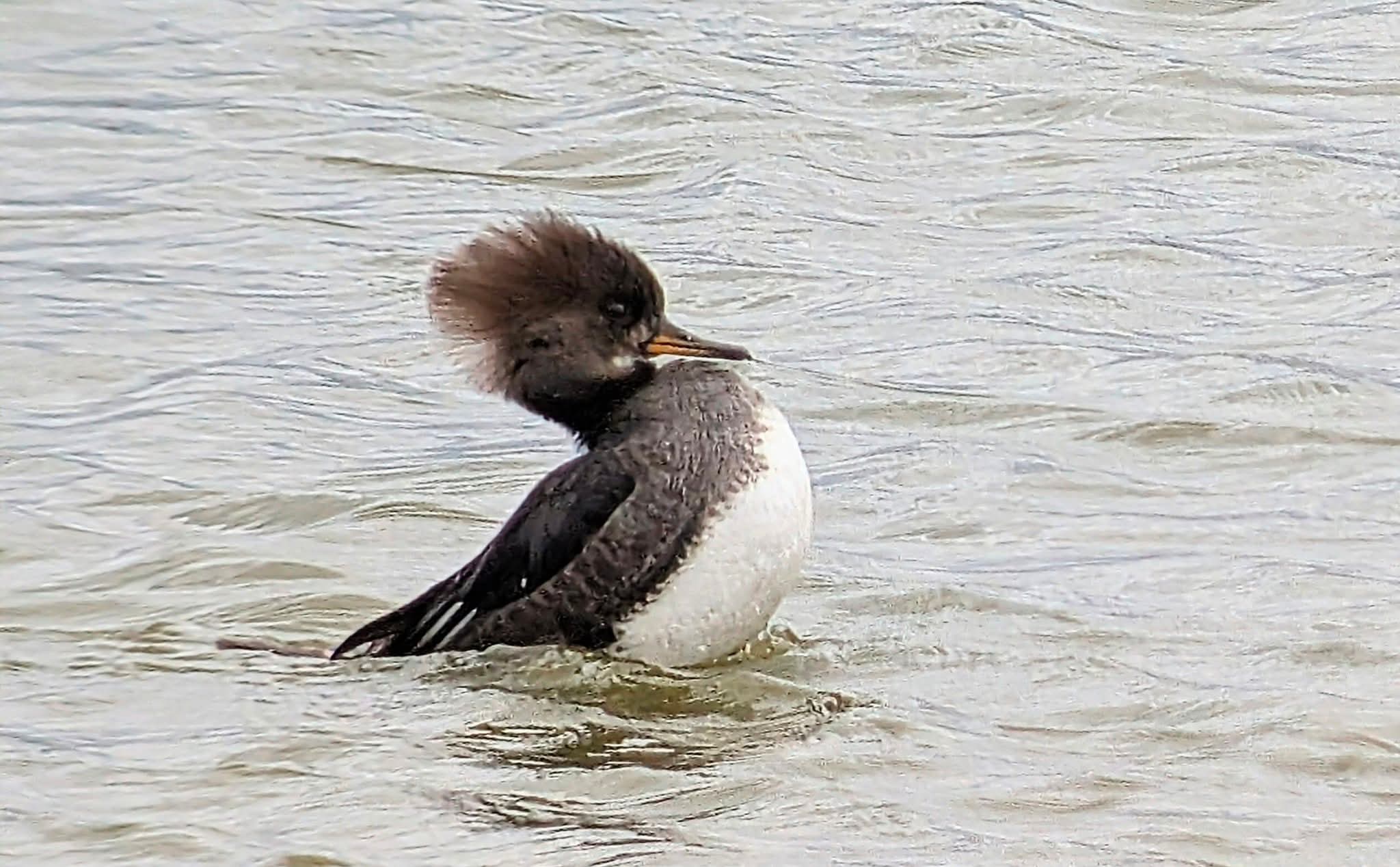Hooded Merganser