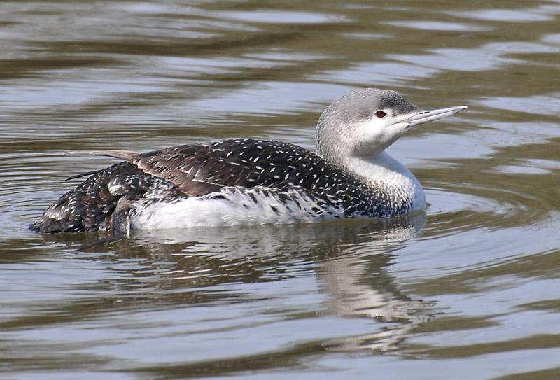 Red-throated Diver