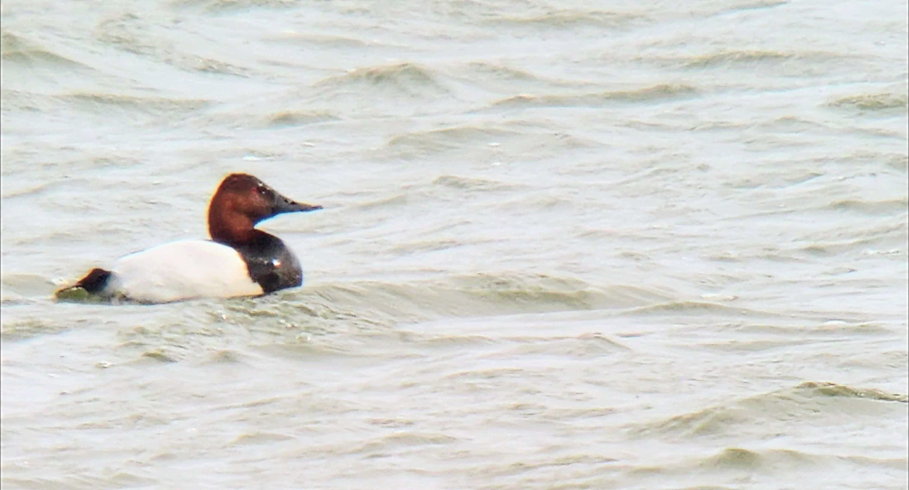 Canvasback