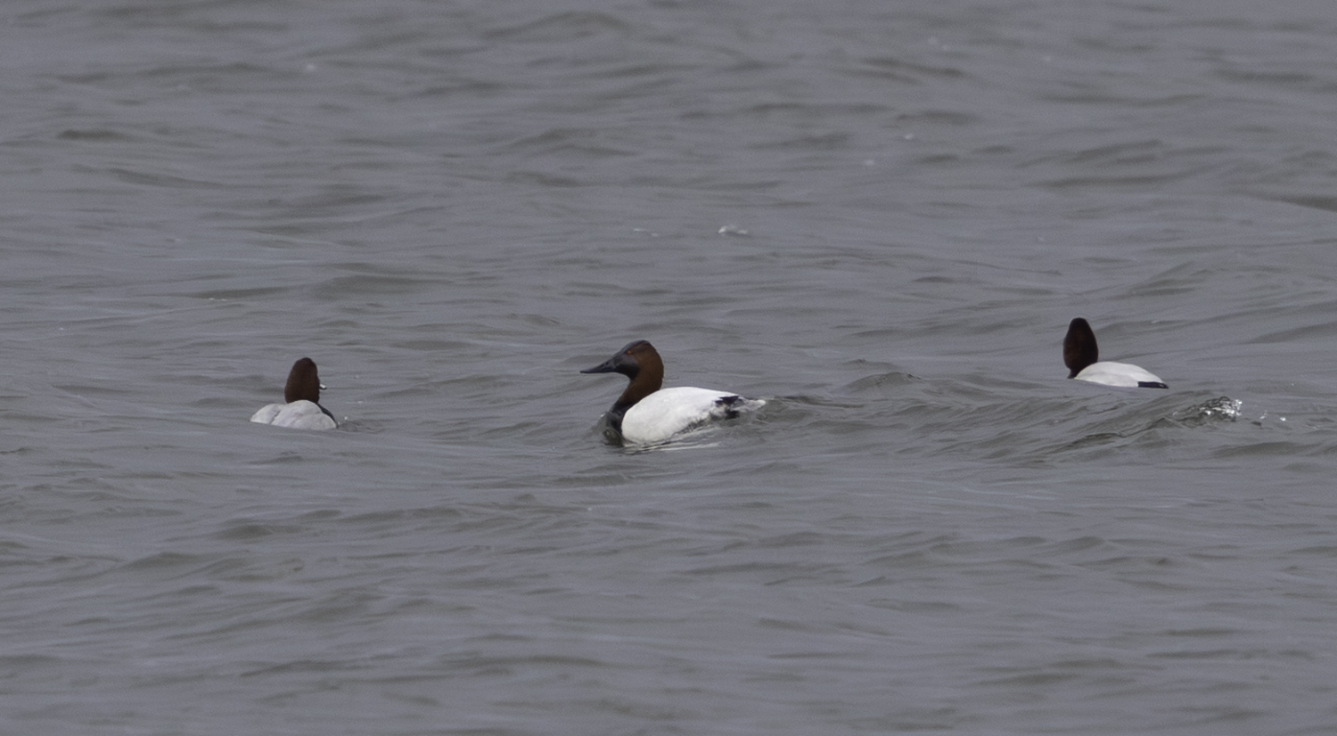 Canvasback