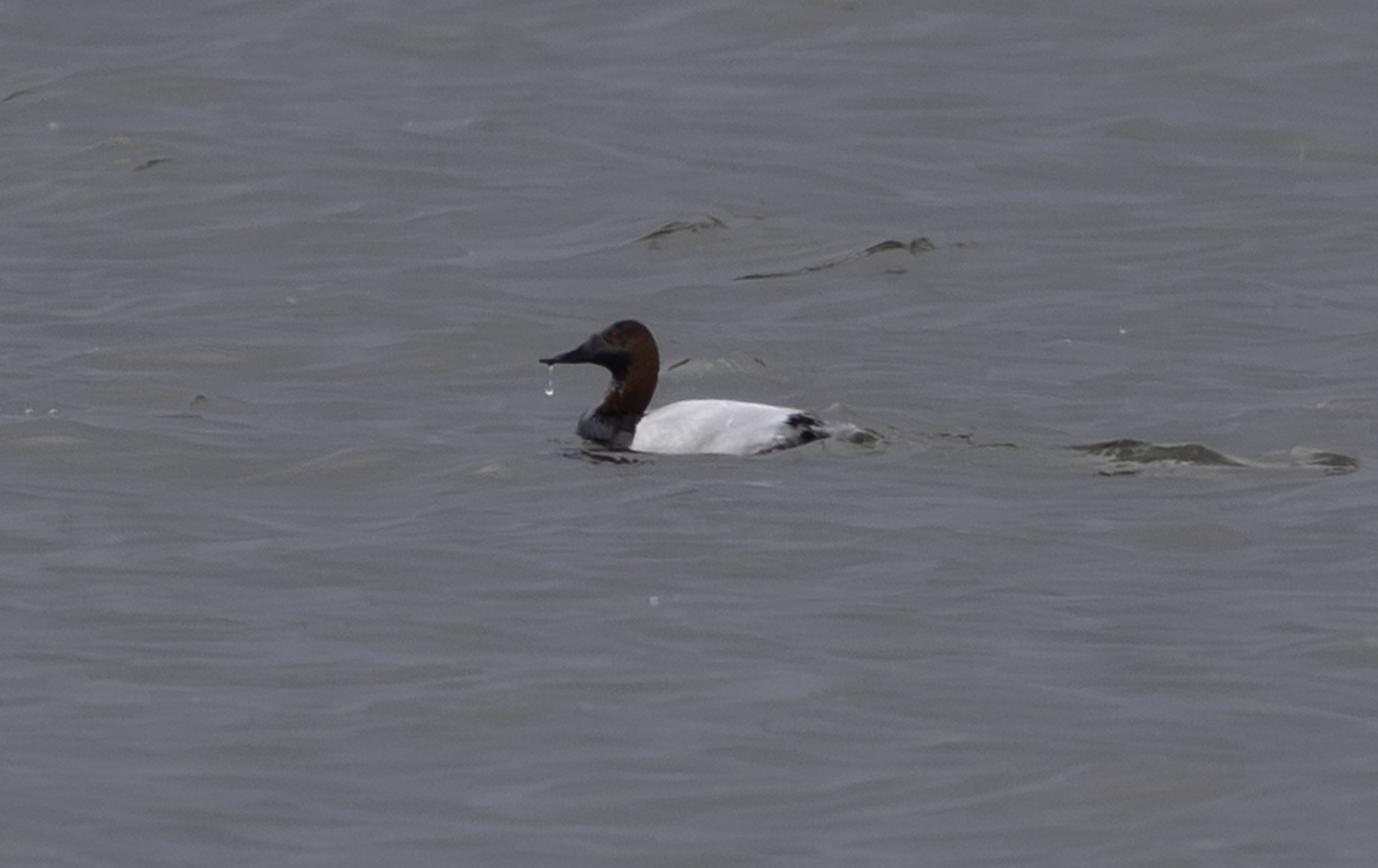 Canvasback