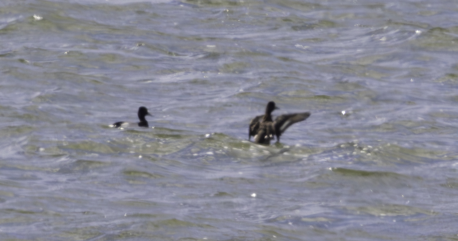 Lesser Scaup