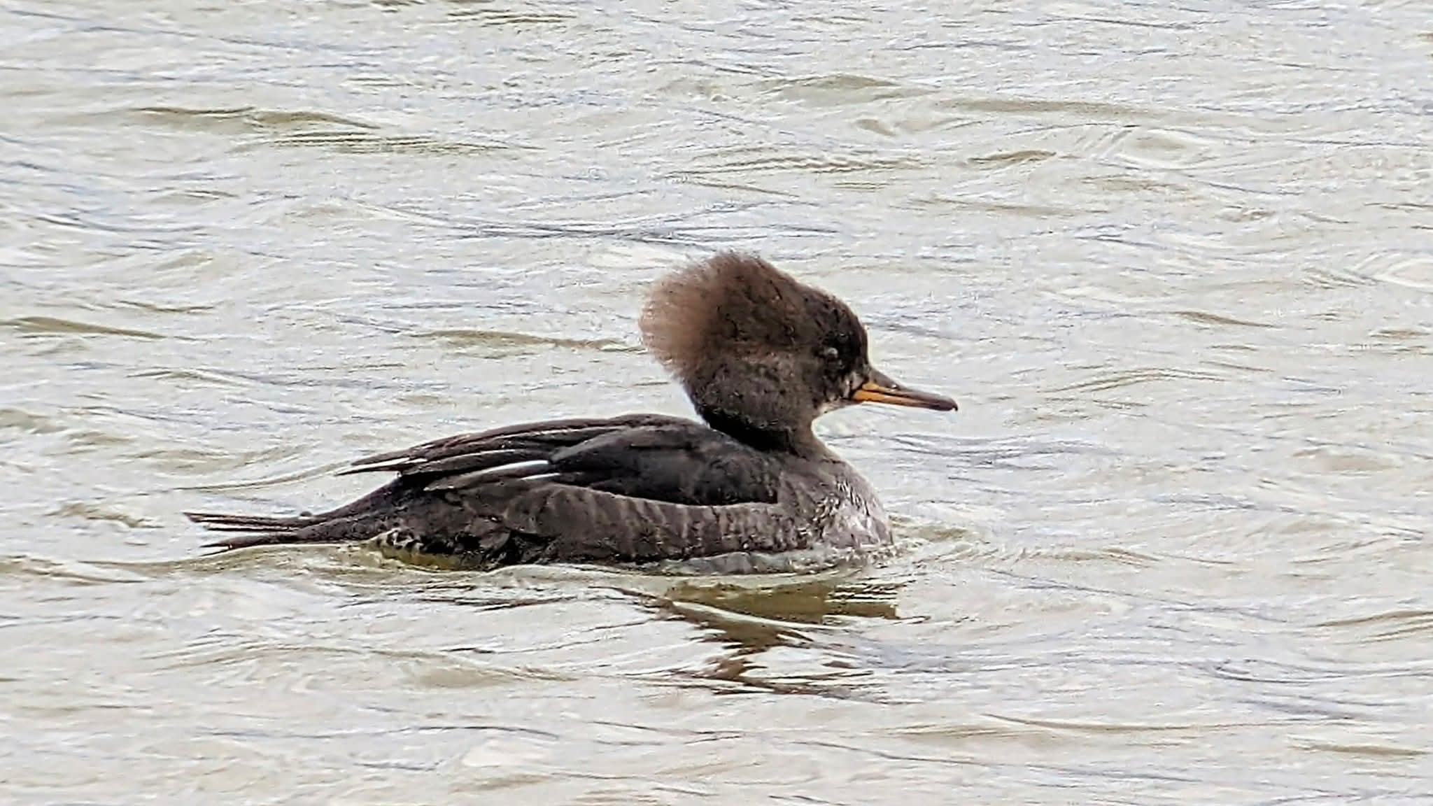 Hooded Merganser