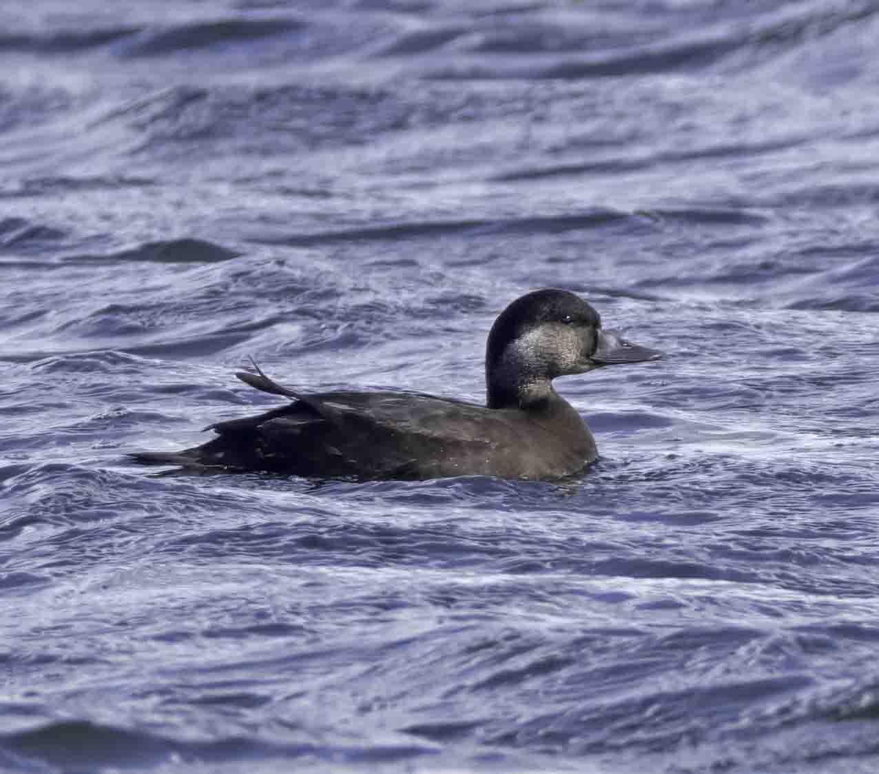 Common Scoter
