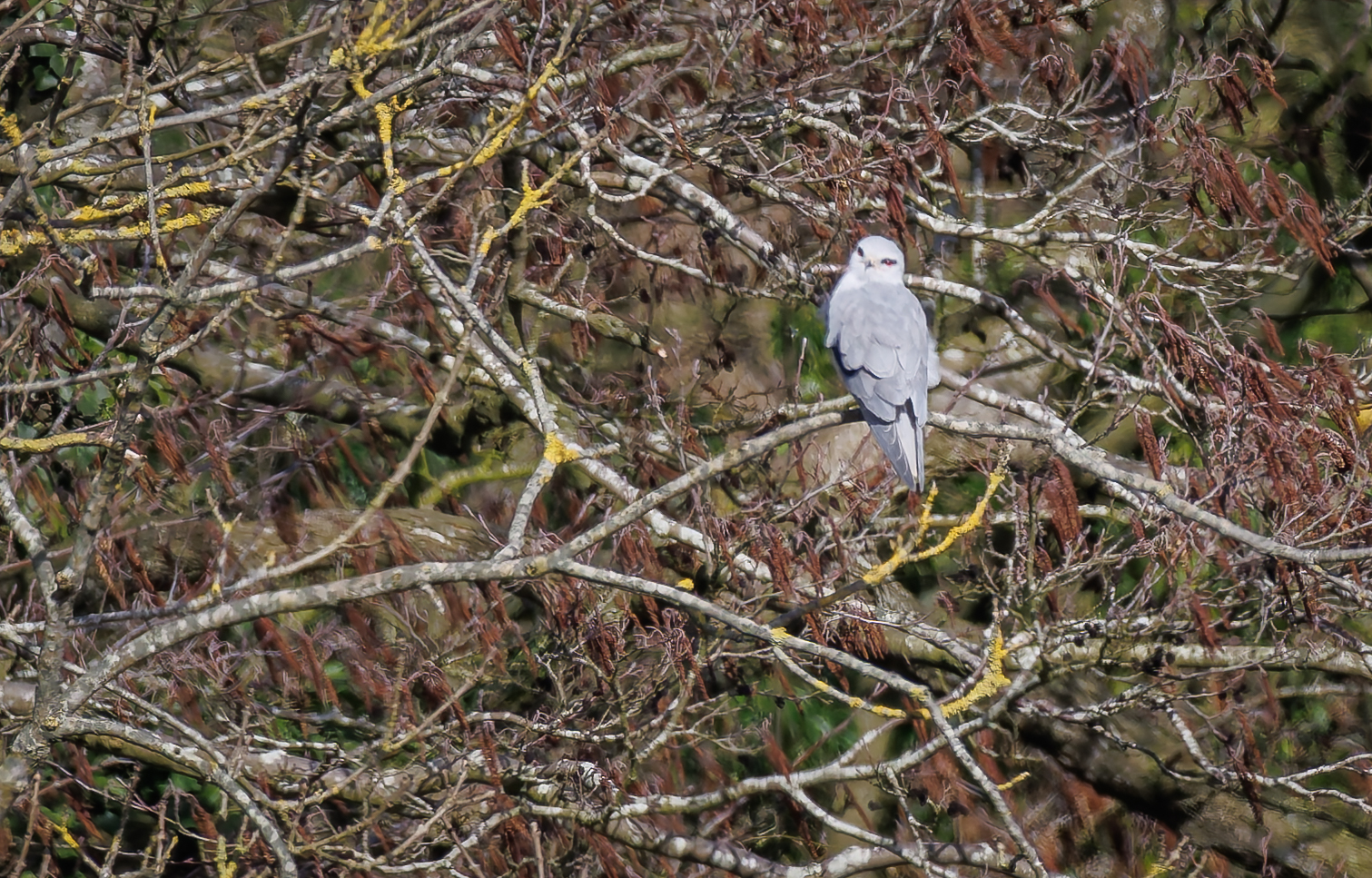 Black-winged Kite