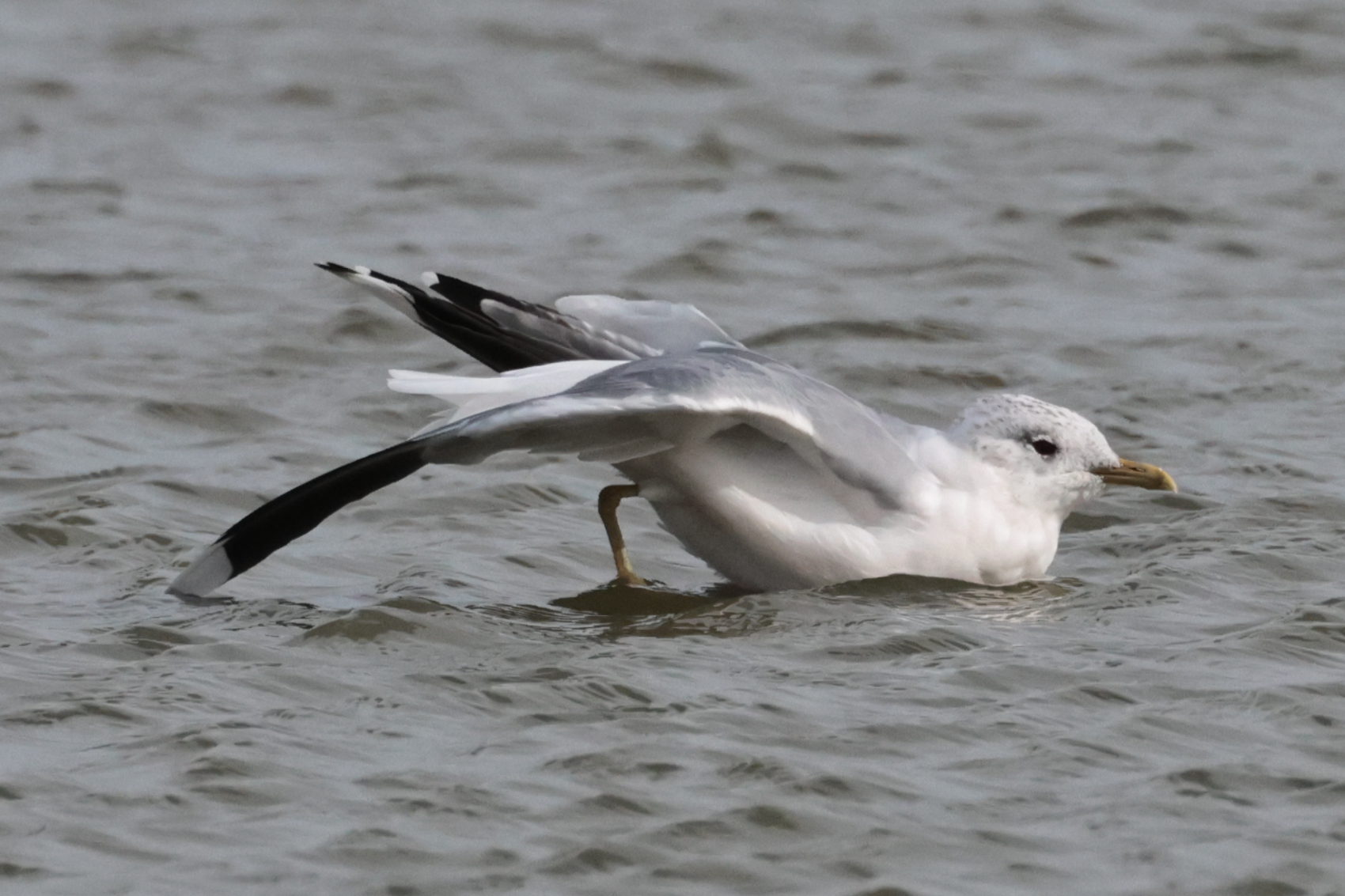 Common Gull