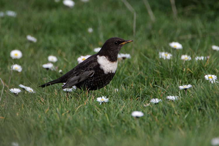 Ring Ouzel