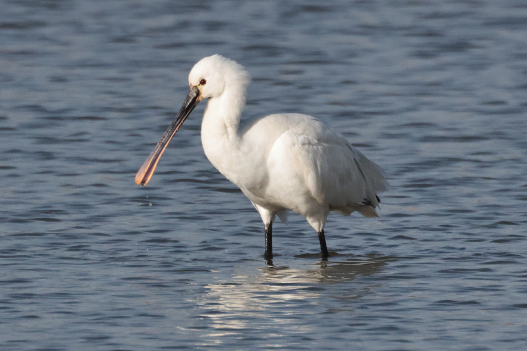 Spoonbill