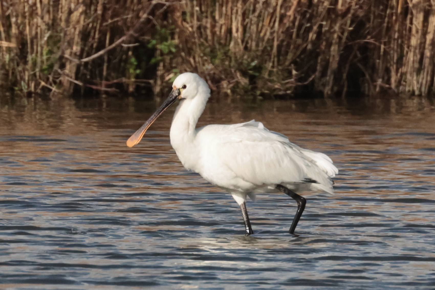 Spoonbill