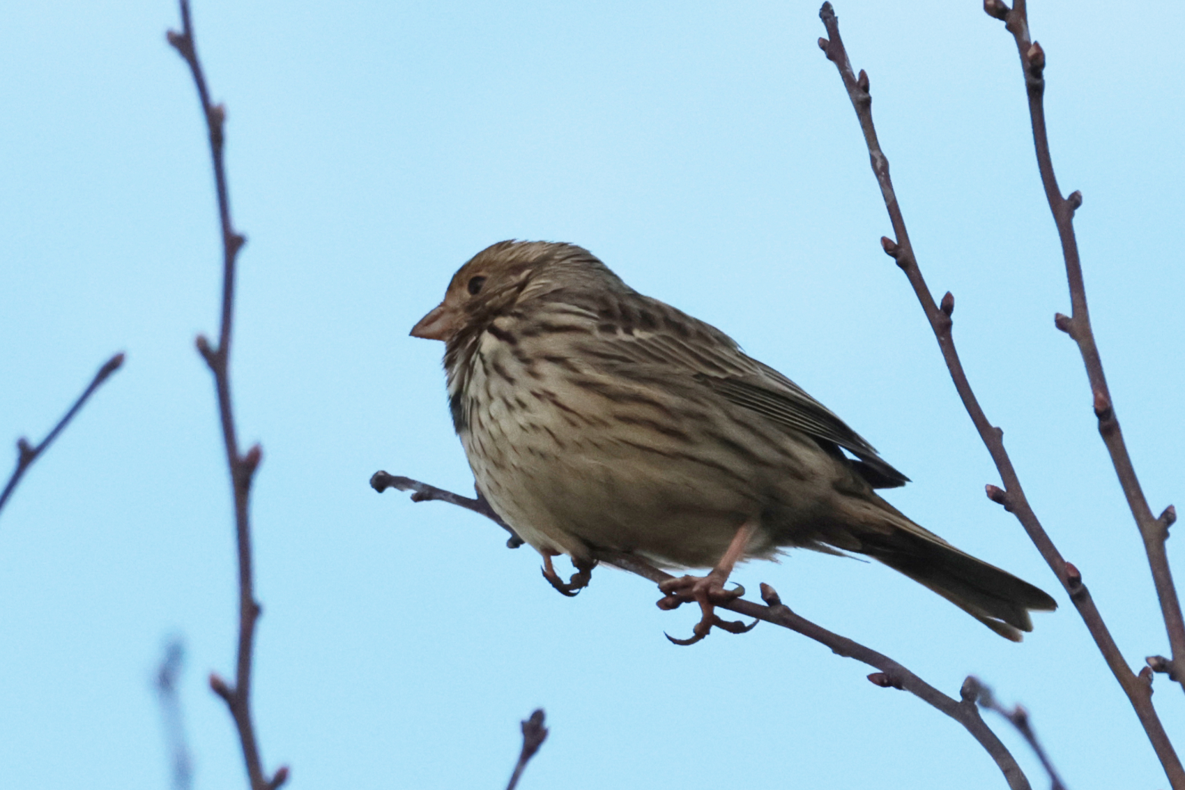 Corn Bunting
