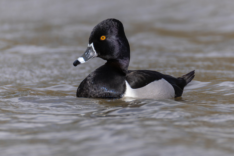 Ring-necked Duck