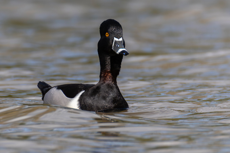 Ring-necked Duck