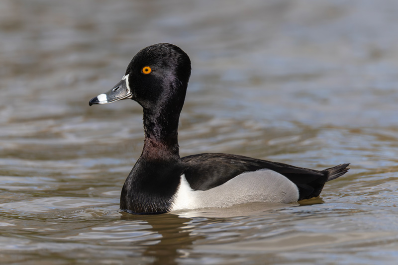 Ring-necked Duck