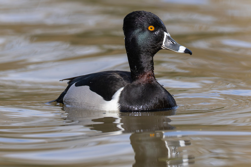 Ring-necked Duck