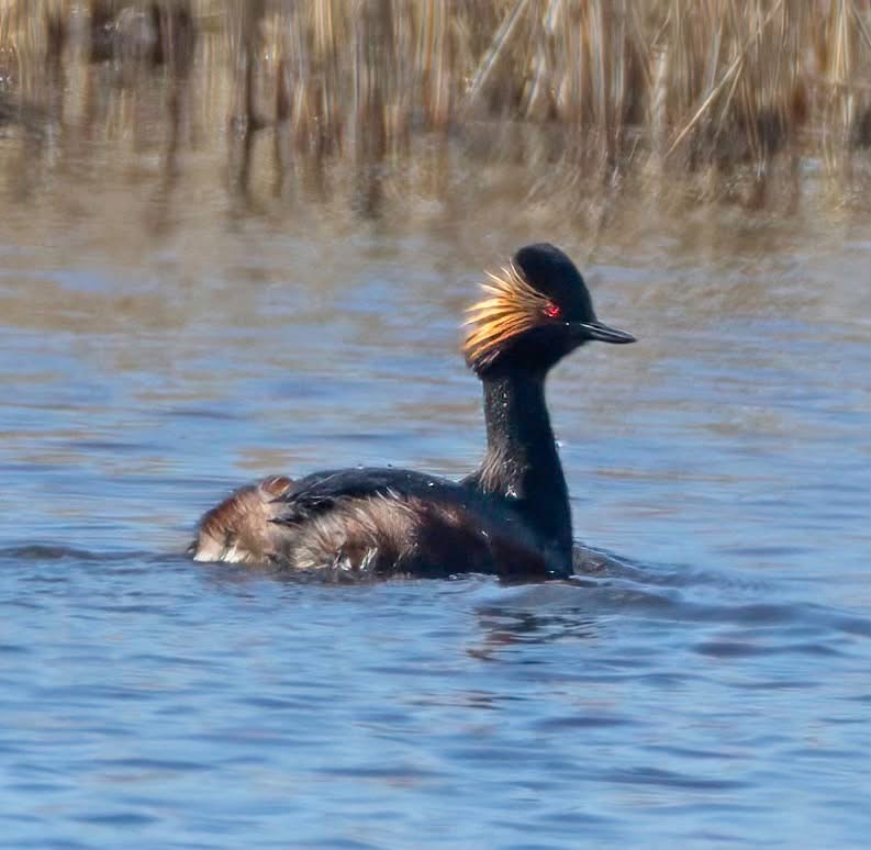 Black-necked Grebe