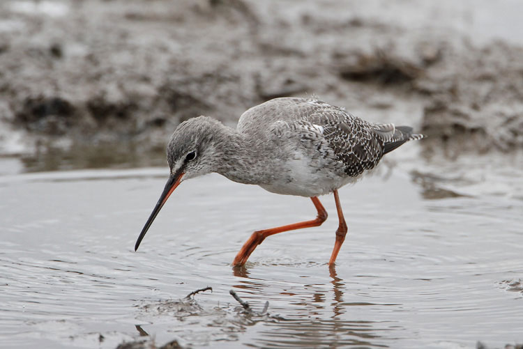 Spotted Redshank
