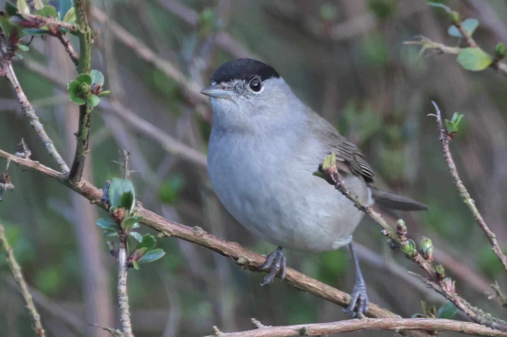 Blackcap