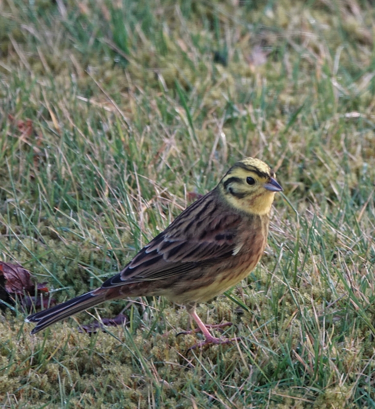 Yellowhammer