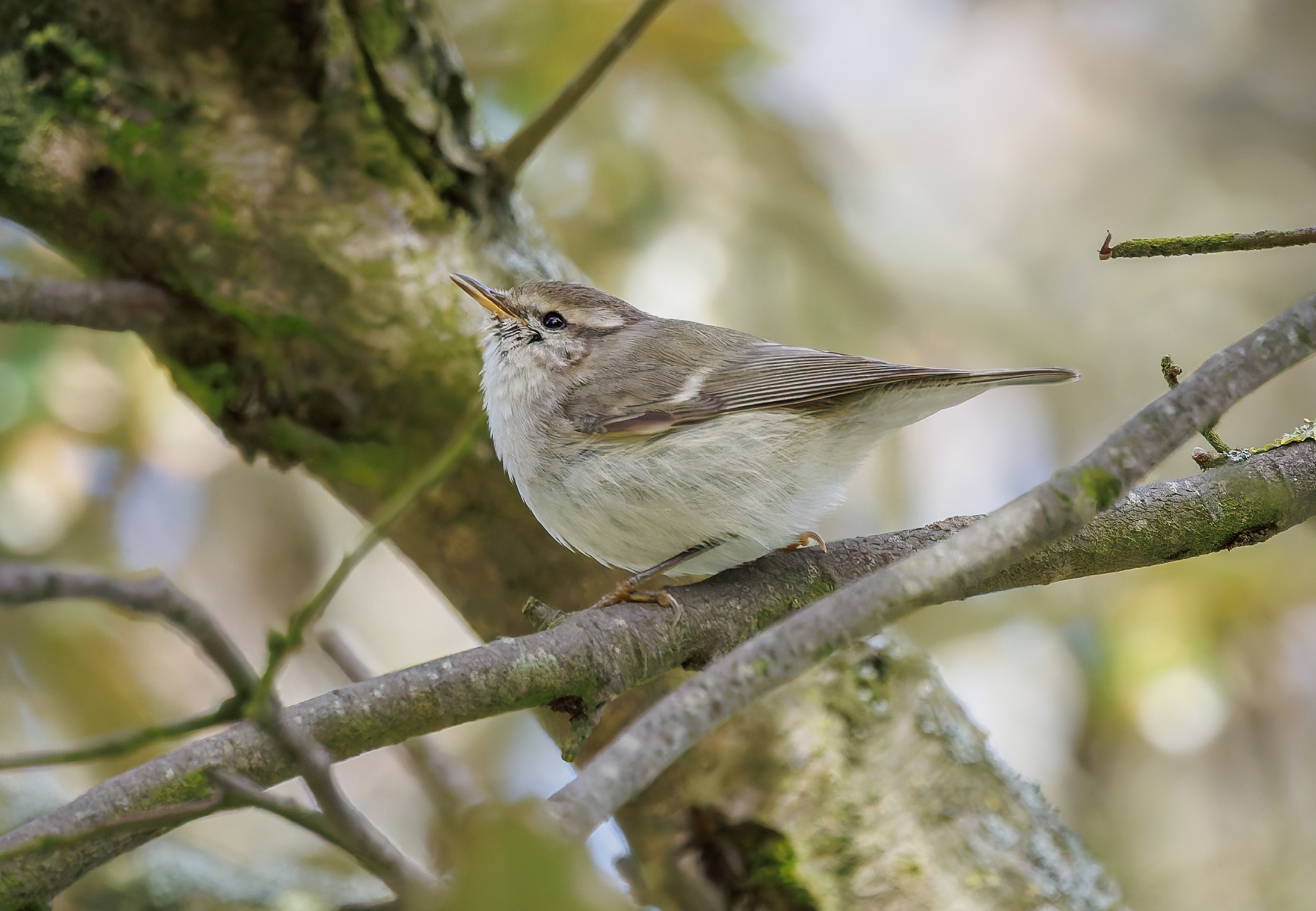 Hume's Warbler
