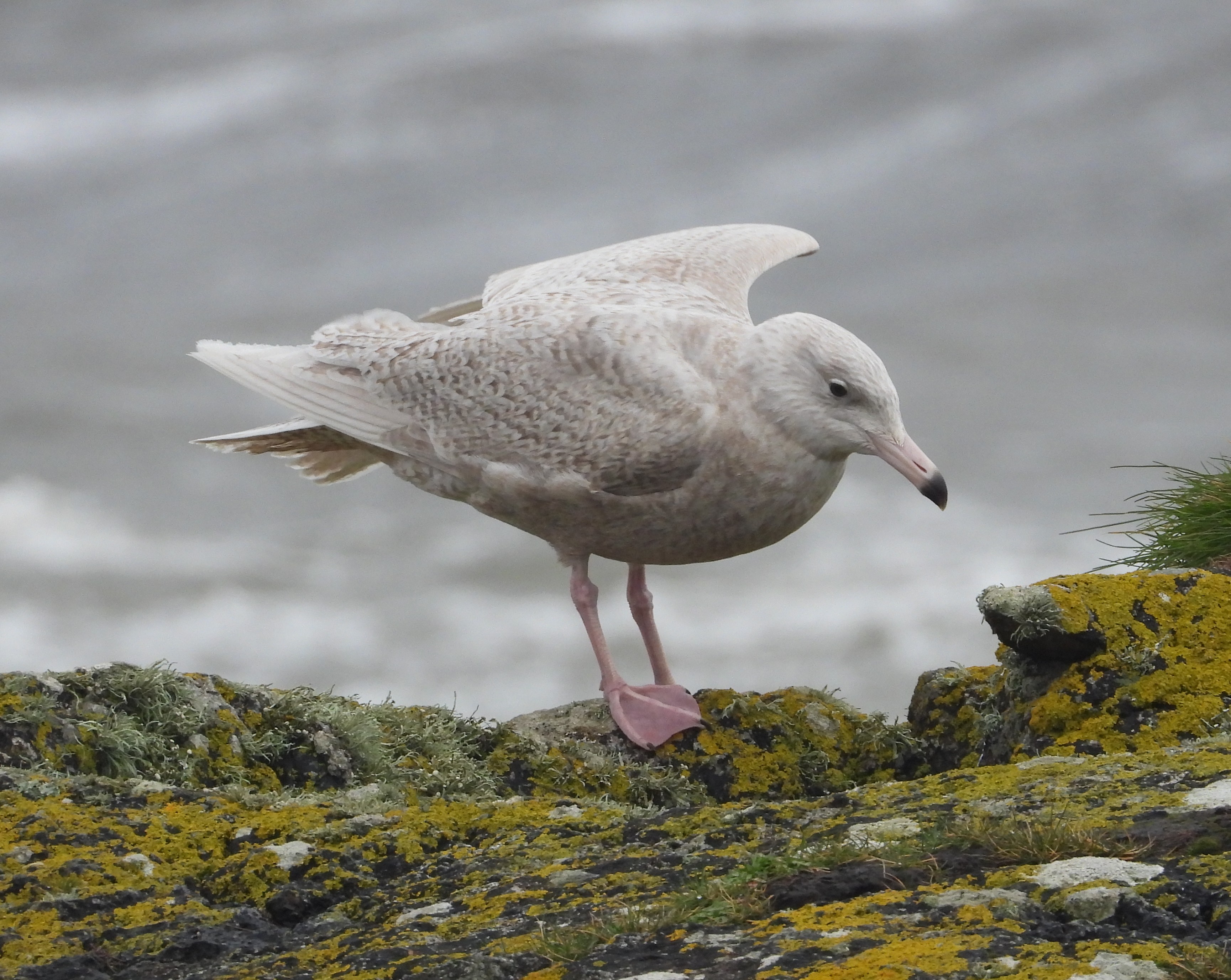 Glaucous Gull