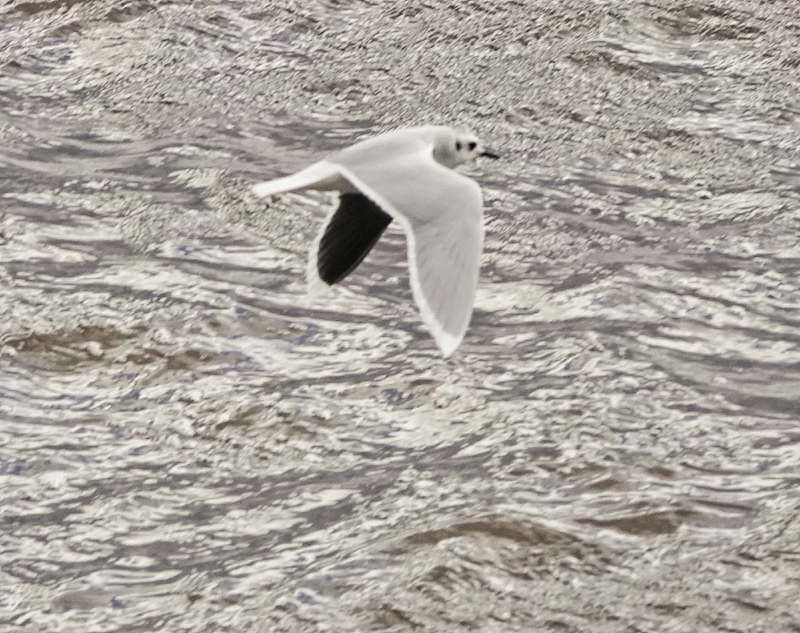 Little Gull