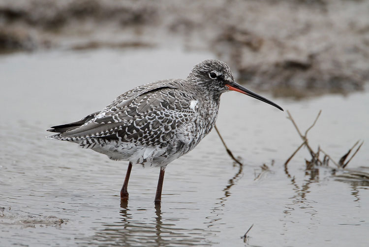 Spotted Redshank