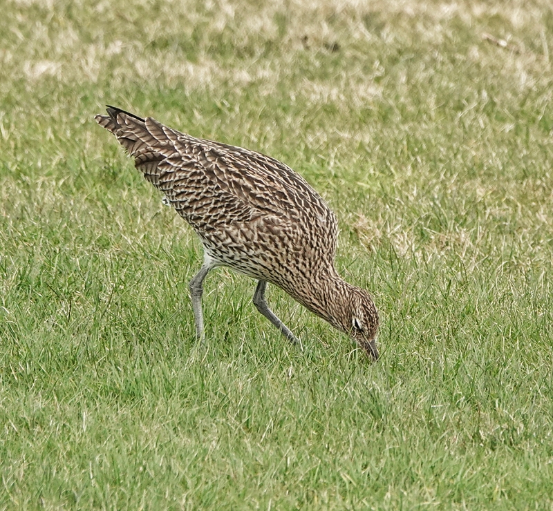 Curlew
