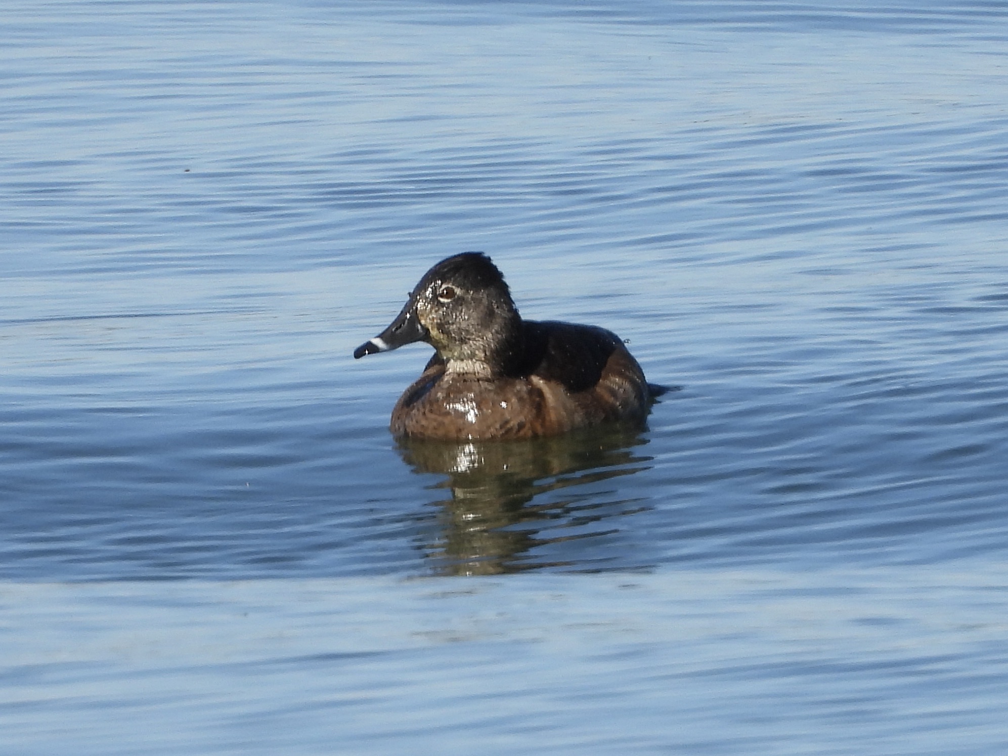 Ring-necked Duck