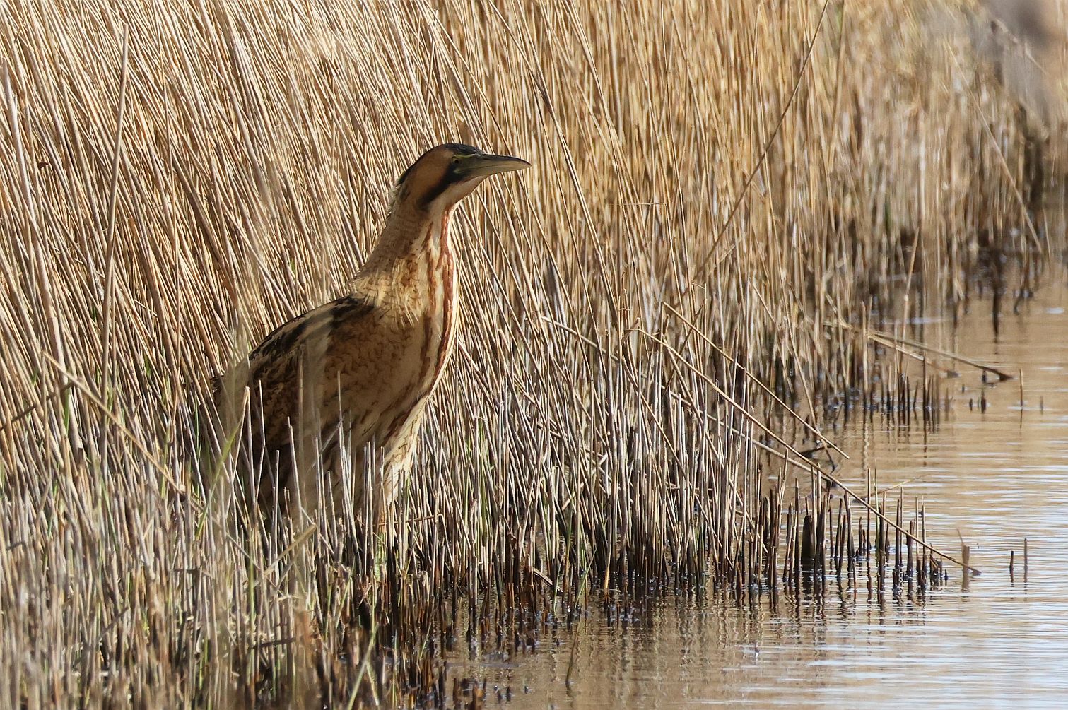Bittern