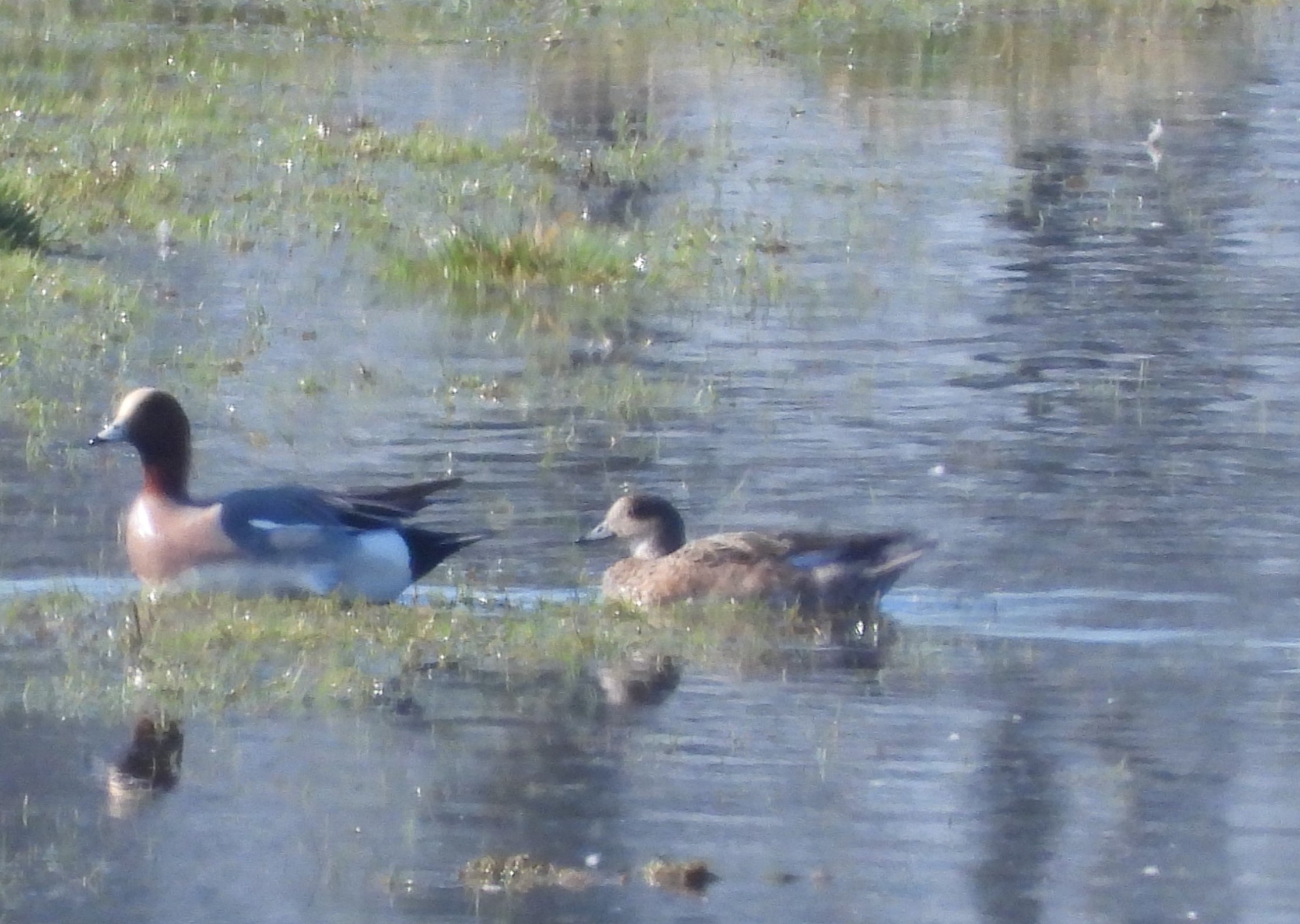 American Wigeon