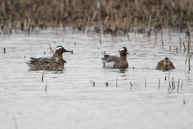 Garganey