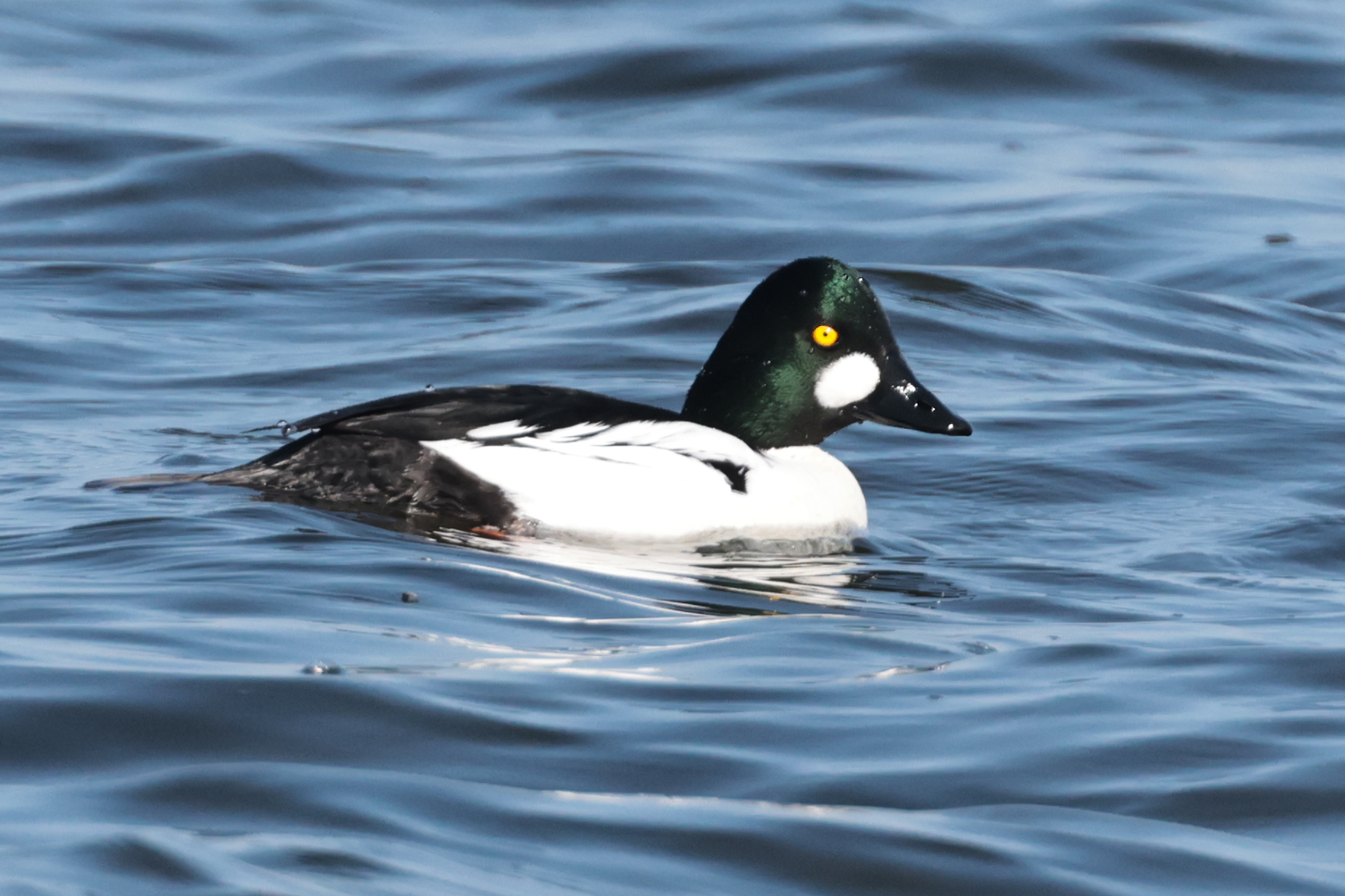 Goldeneye