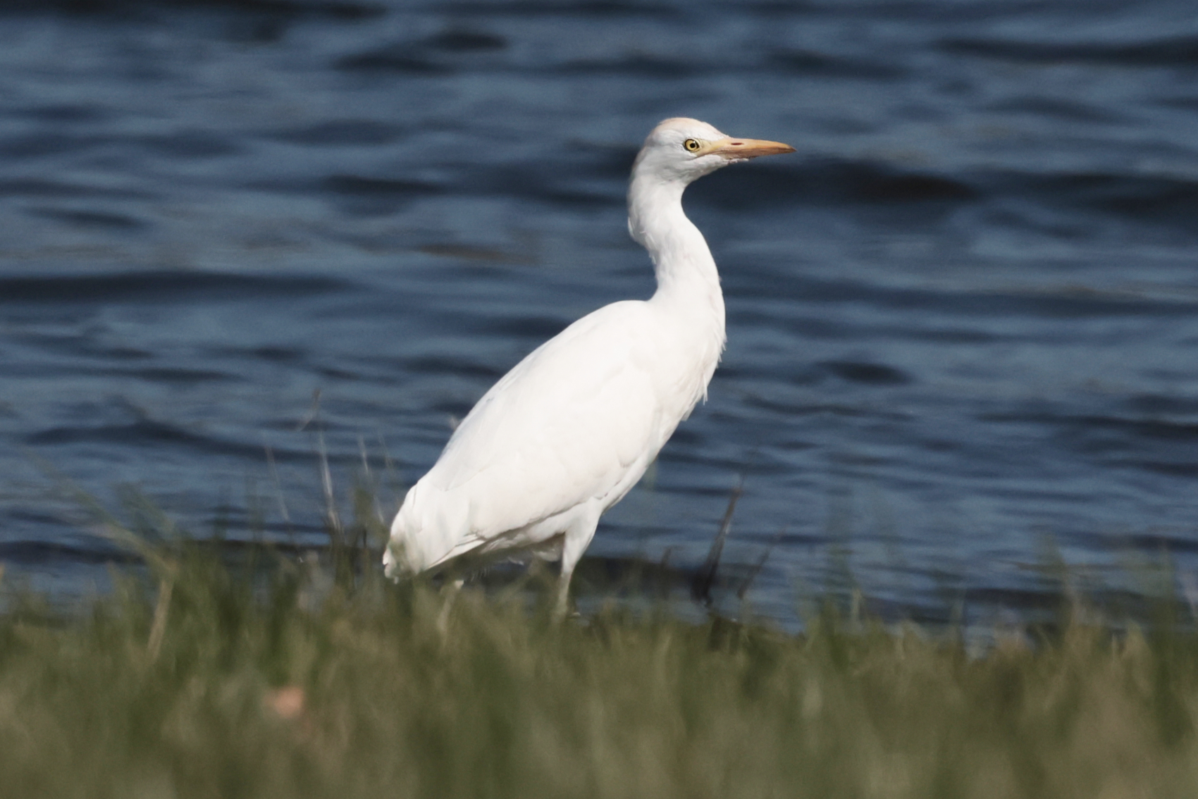 Cattle Egret