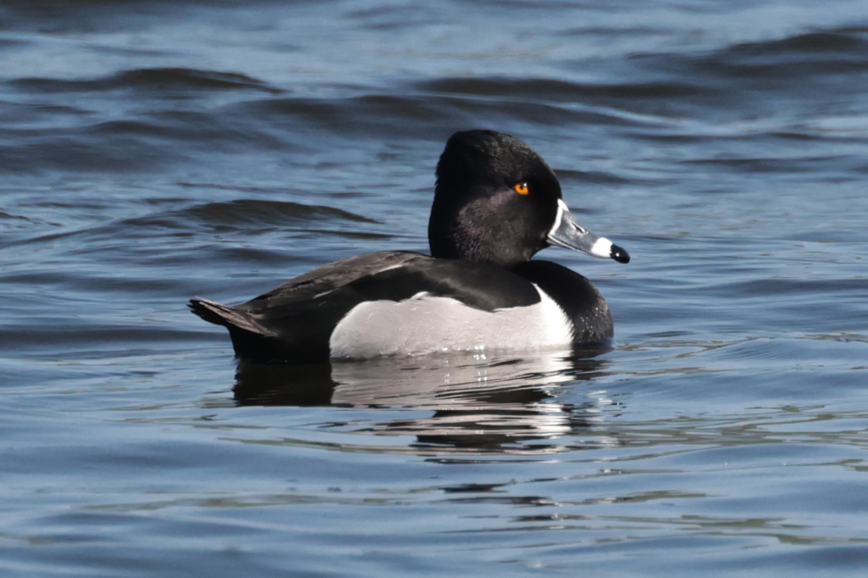 Ring-necked Duck