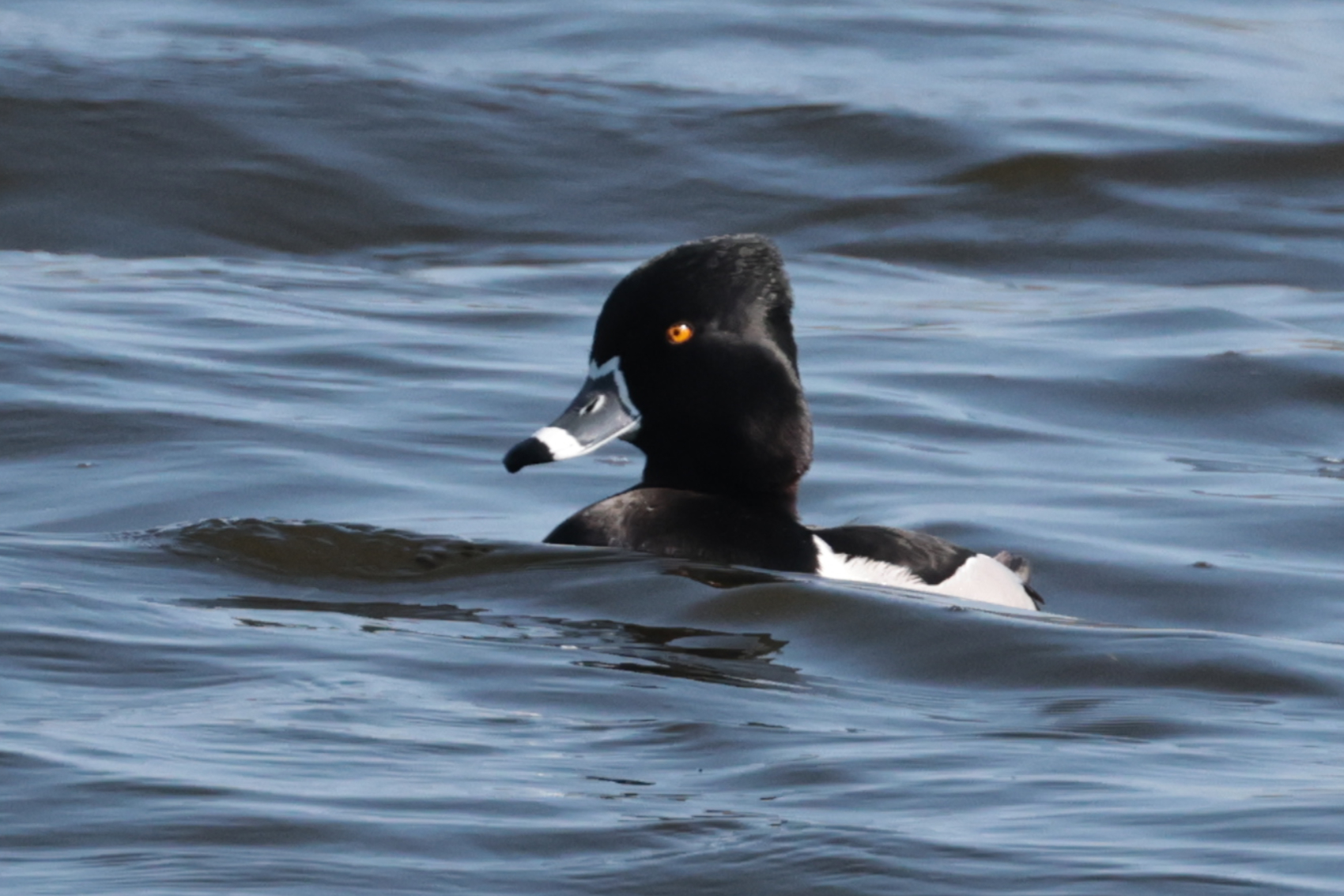 Ring-necked Duck