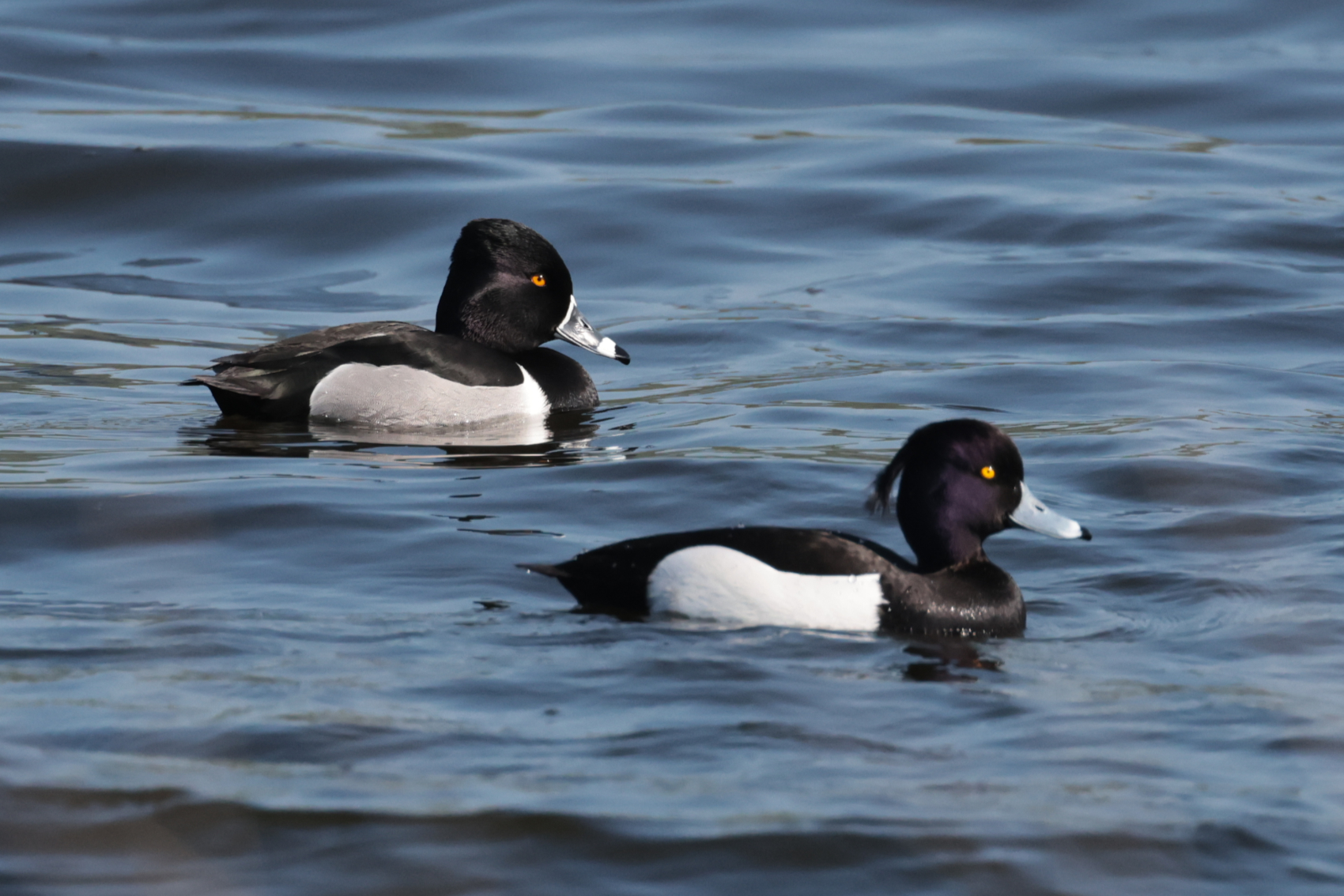 Ring-necked Duck