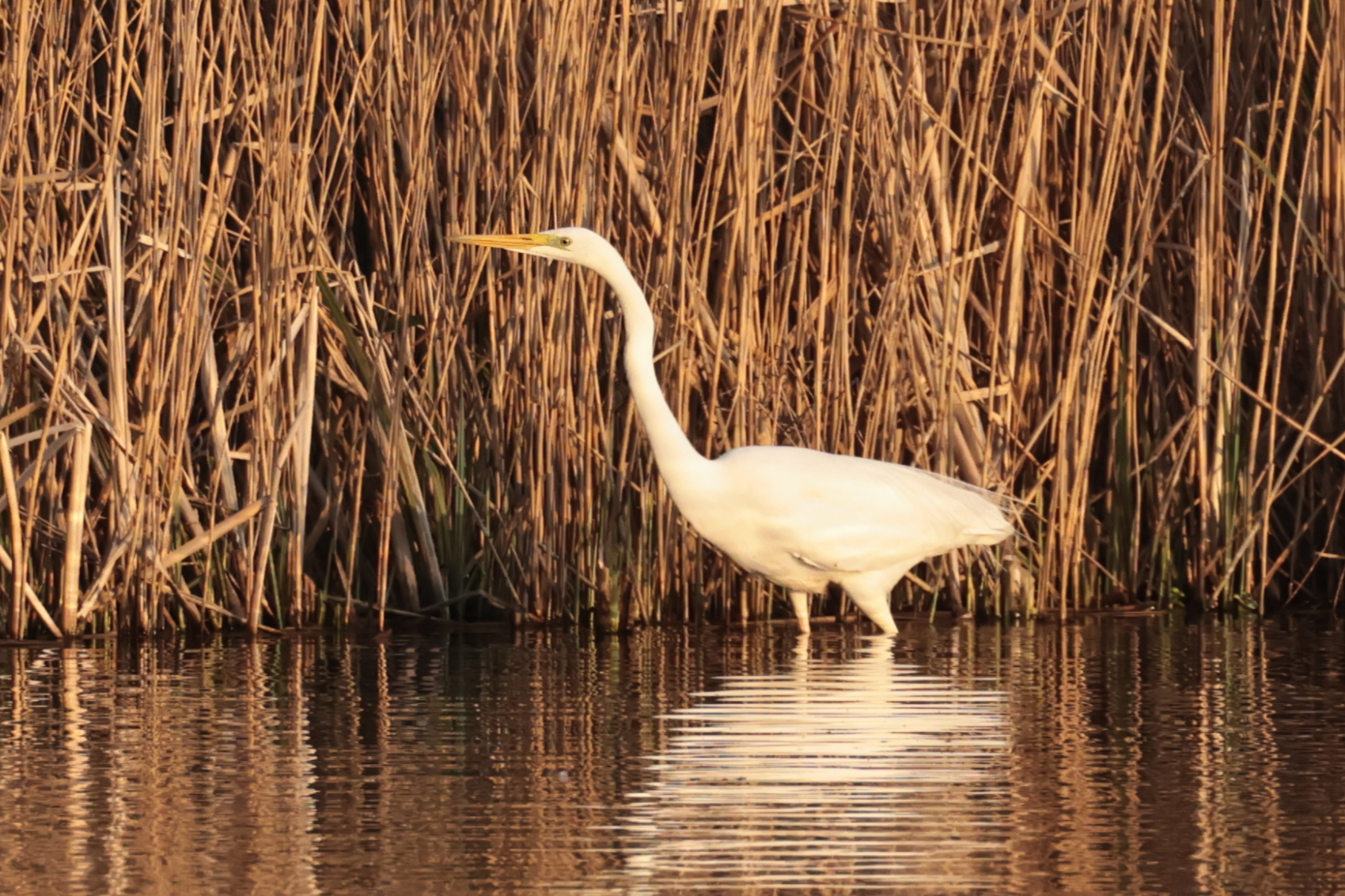 Great White Egret
