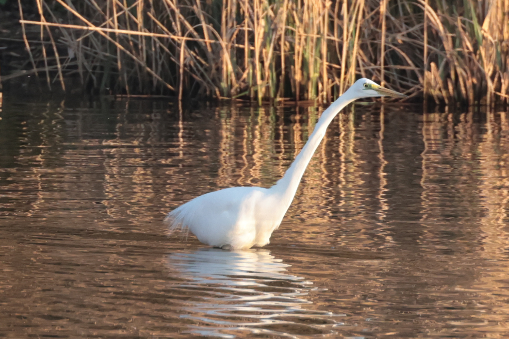 Great White Egret