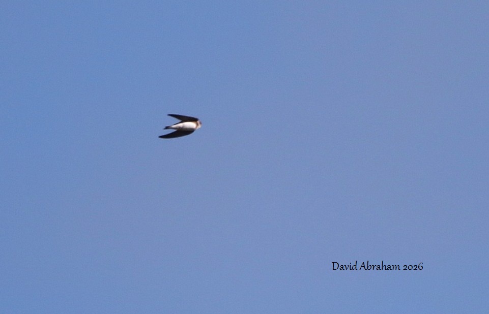 Sand Martin 