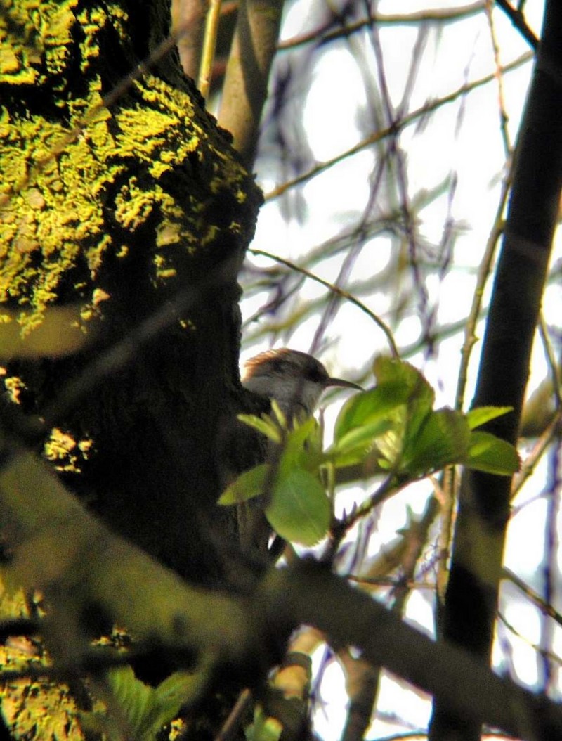 Short-toed Treecreeper